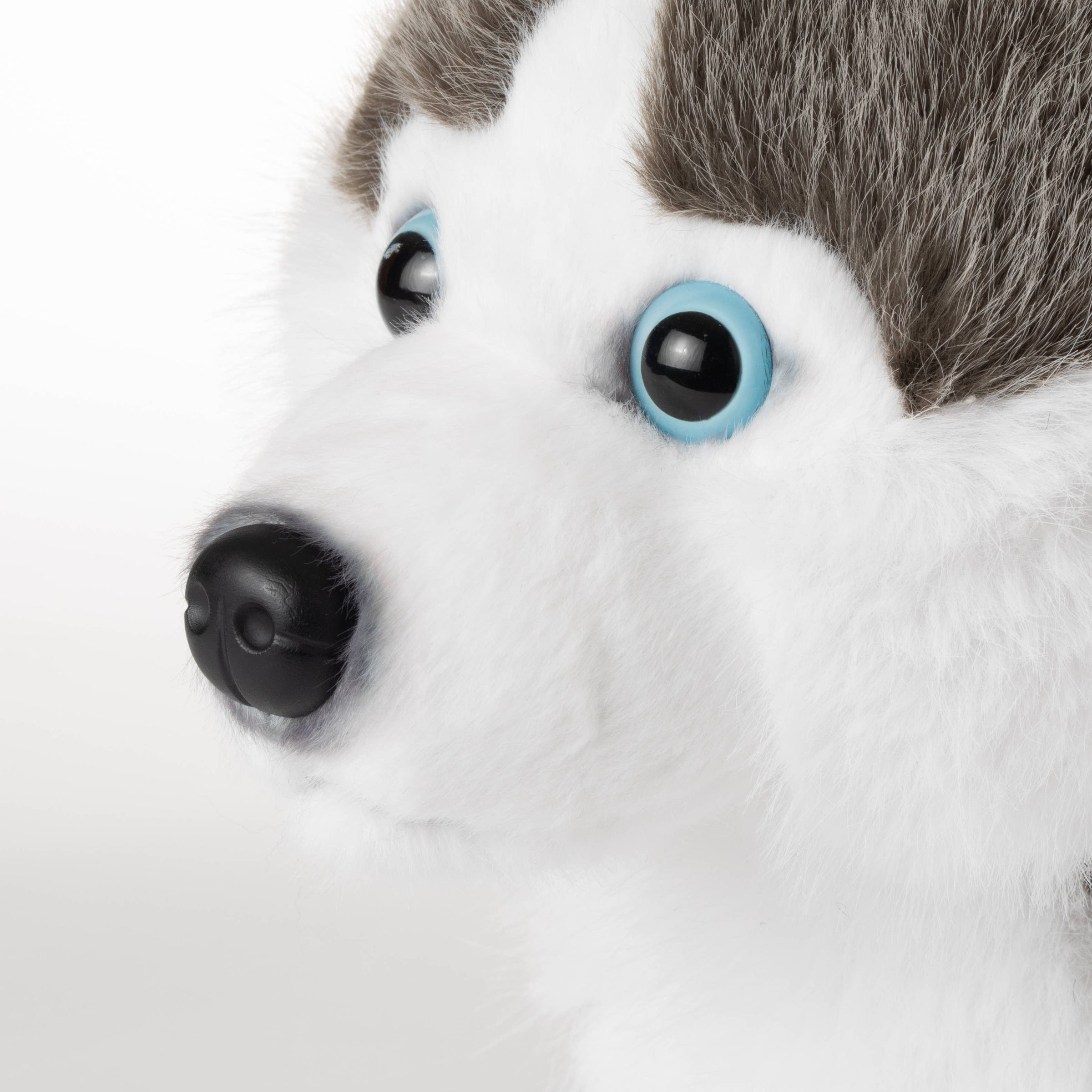 Husky Dog Medium 11
