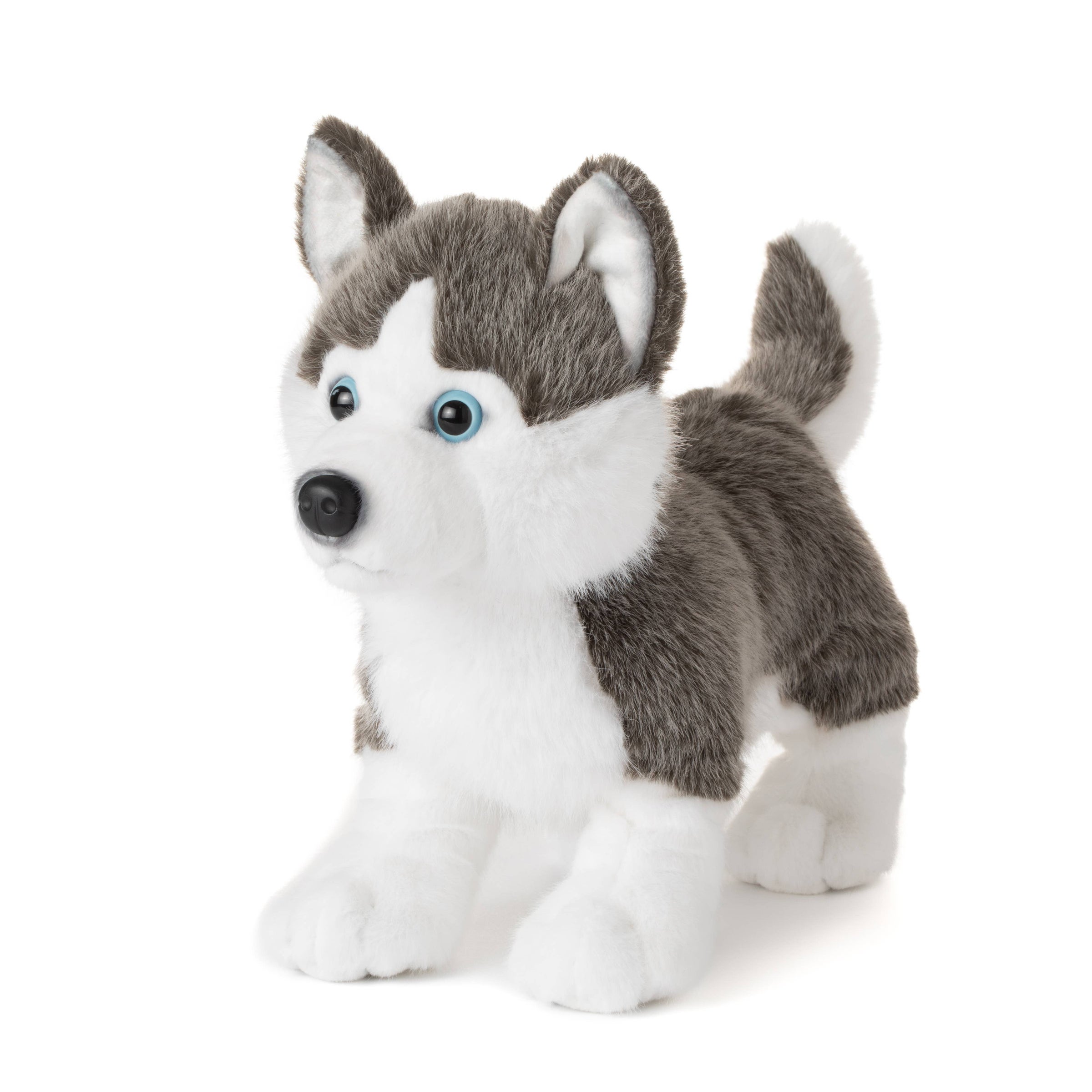Husky Dog Medium 11