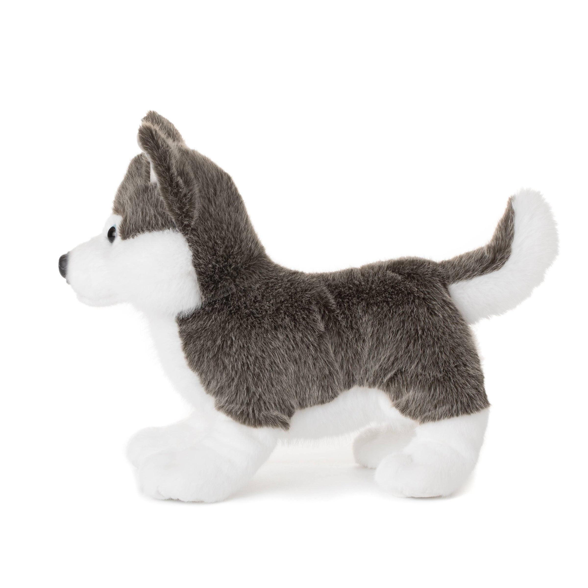 Husky Dog Medium 11